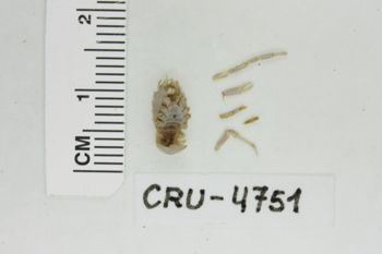 Media type: image;   Invertebrate Zoology CRU-4751 Description: Preserved specimen.;